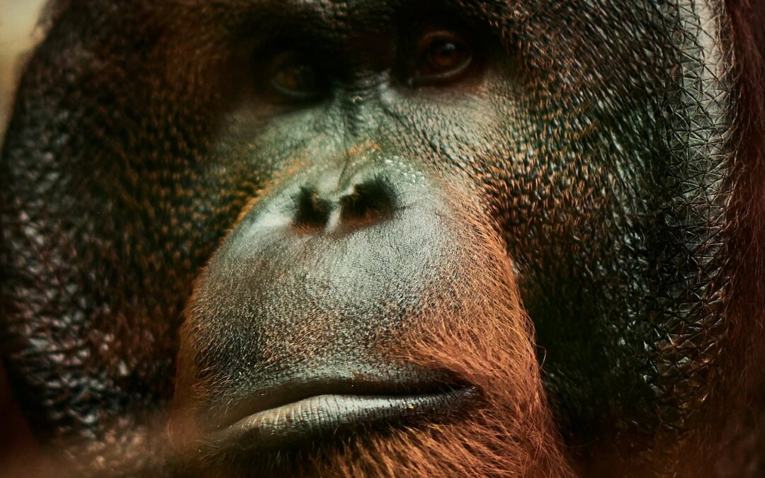 Expo. Dans leur regard