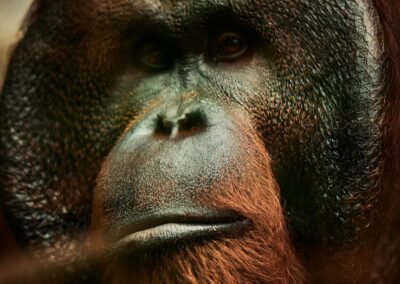 Expo. Dans leur regard